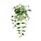 25" Variegated Hoya in White Ceramic Pot by Ashland®